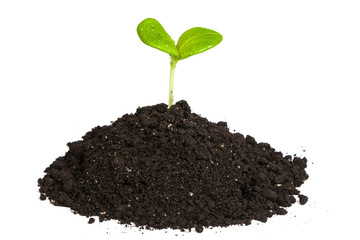 Heap dirt with a green plant sprout isolated