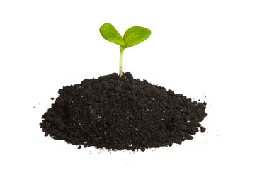 Heap dirt with a green plant sprout isolated