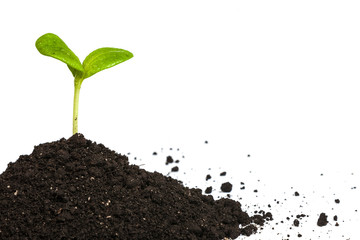 Heap dirt with a green plant sprout isolated
