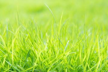 Fresh green grass with water droplet on sunshine