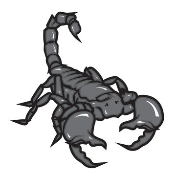 Scorpion Vector Illustration