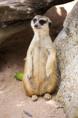 Meerkats in open zoo