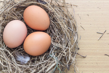 Egg in nest
