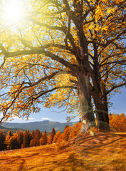 Panele Szklane Podświetlane  Jesienny krajobraz w parku narodowym Szumawa - Czechy