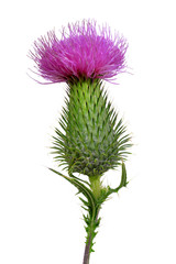 Thistle flowers isolated on white background