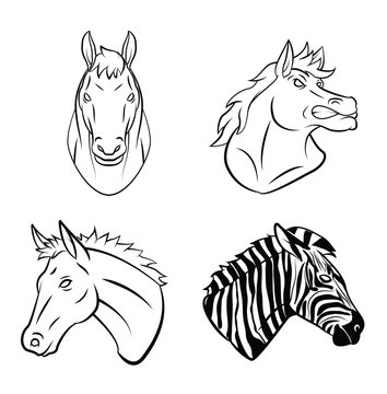 Horse And Zebra Collection