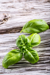 Basil leaves on a old wooden table.