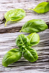 Basil leaves on a old wooden table.