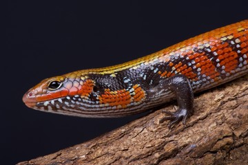 Fire skink / Lepidothryris fernandi