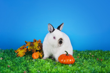 home bunny in autumn leaves
