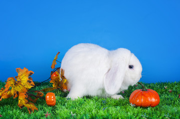 home bunny in autumn leaves