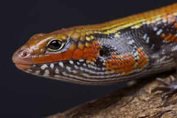Fire skink / Lepidothryris fernandi