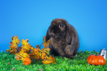 home bunny in autumn leaves
