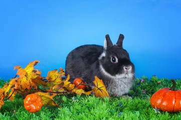 home bunny in autumn leaves