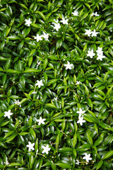 Fototapeta premium close up asian white flower in garden