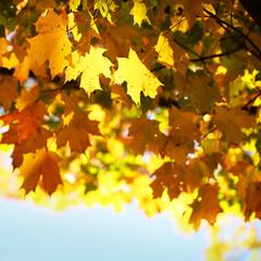 Fototapeta na wymiar Autumn Maple Yellow Leaves. Outdoor. Fall Background