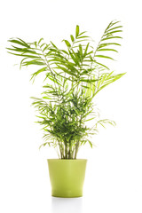 House plant on white backgrond
