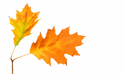 Autumn leaves decorative