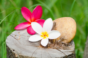 flower plumeria or frangipani with stone on tree stump