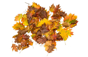 Autumn leaves decorative