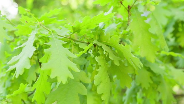young oak leaves sways in the wind, springtime