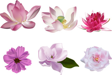 six pink flowers collection