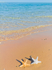 Beautiful Sea Stars Outdoor