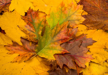 Fototapeta na wymiar background of autumn leaves