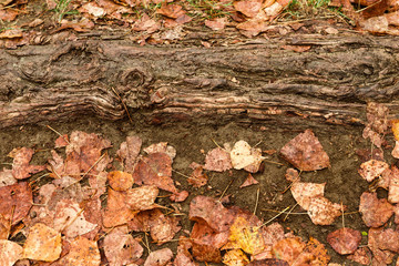 Wet autumn leaves after rain on ground