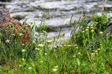 Wildflowers on a background of the rapid river