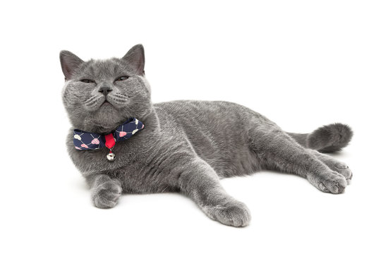 gray cat wearing a collar with a bow isolated on a white backgro
