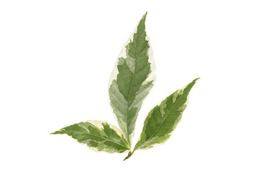 Obraz premium Green leaf isolated on white background.Caricature Plant .