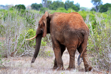 Elephant