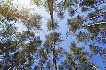 bottom view of the tops of pine trees