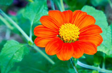 Mexican Sunflower