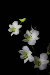 Obraz premium White orchid on a black background