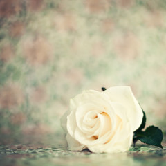 Obraz premium Vintage white rose