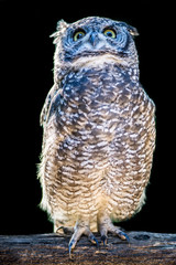 gufo africano - african owl