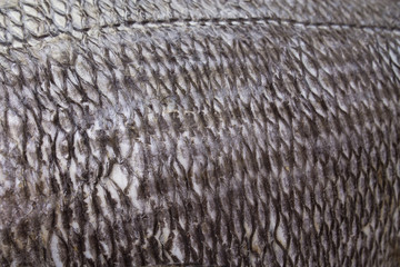 Isolated fresh bream