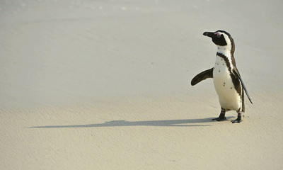  African penguin