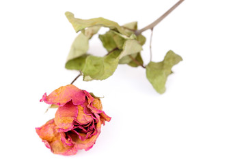 A whithered rose isolated on white background.