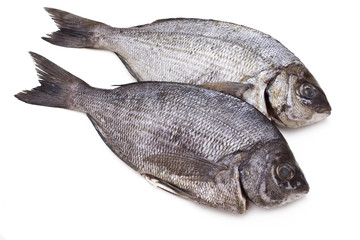 Isolated fresh bream