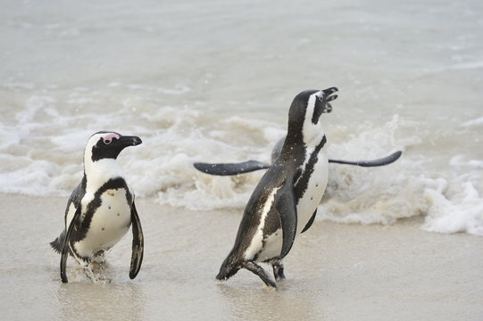 Walking African penguins