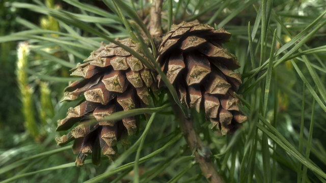 Zapfen einer Schwarzkiefer (Pinus nigra) öffnet sich, Zeitraffer