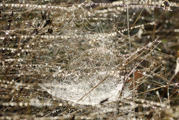 Spider web full of dew