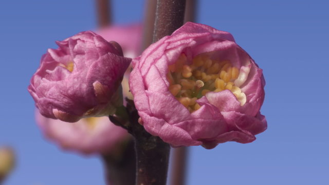 Mandelbl&uuml;te (Prunus dulcis) &ouml;ffnet sich, Zeitraffer