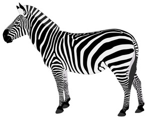 Fototapeta detailed illustration of zebra - vector obraz