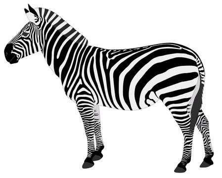 detailed illustration of zebra - vector