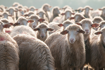 sheep, attention please! 