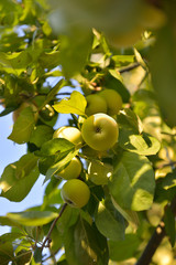 green apples